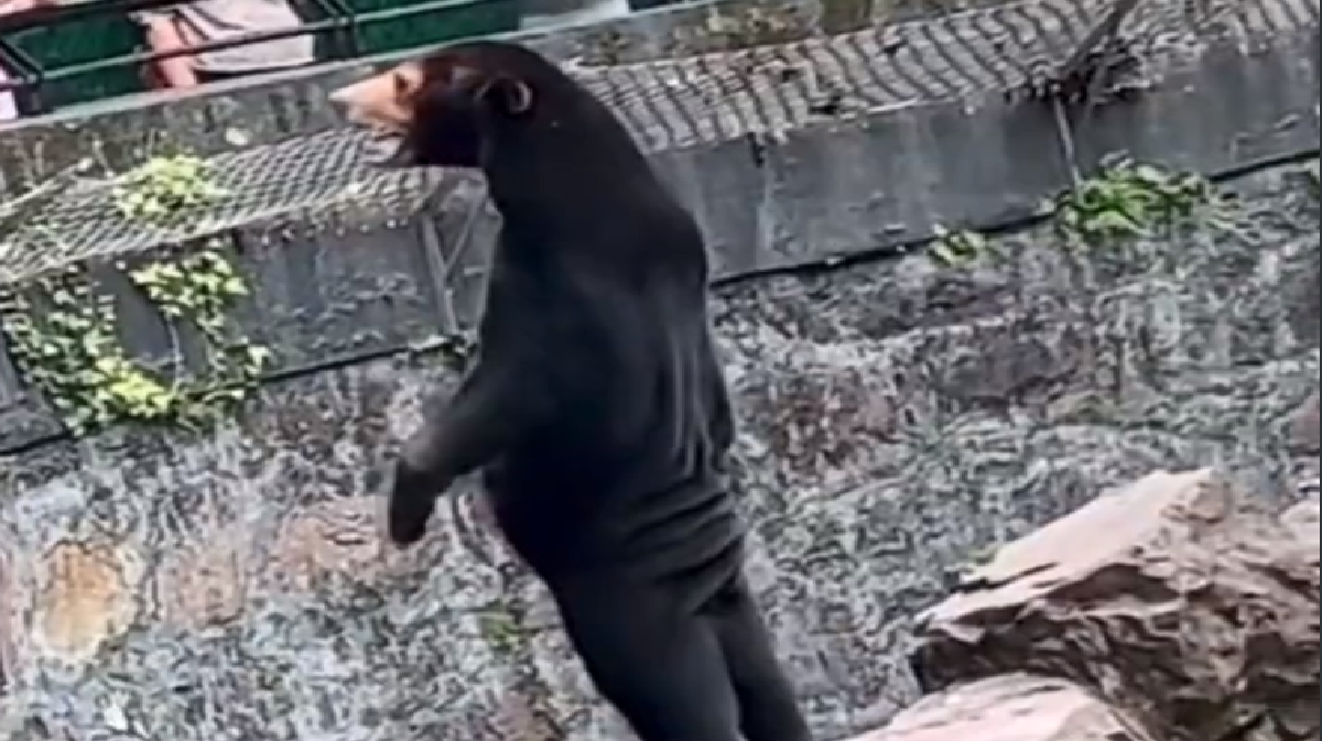 video-of-sun-bear-in-chinas-zoo-sparks-fake-or-real-debate-authorities-issue-clarification