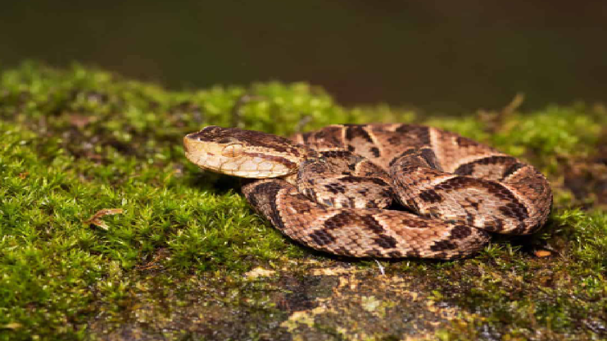 Top 10 Most Dangerous Snakes In The World | Inland Taipan, Forest Cobra ...