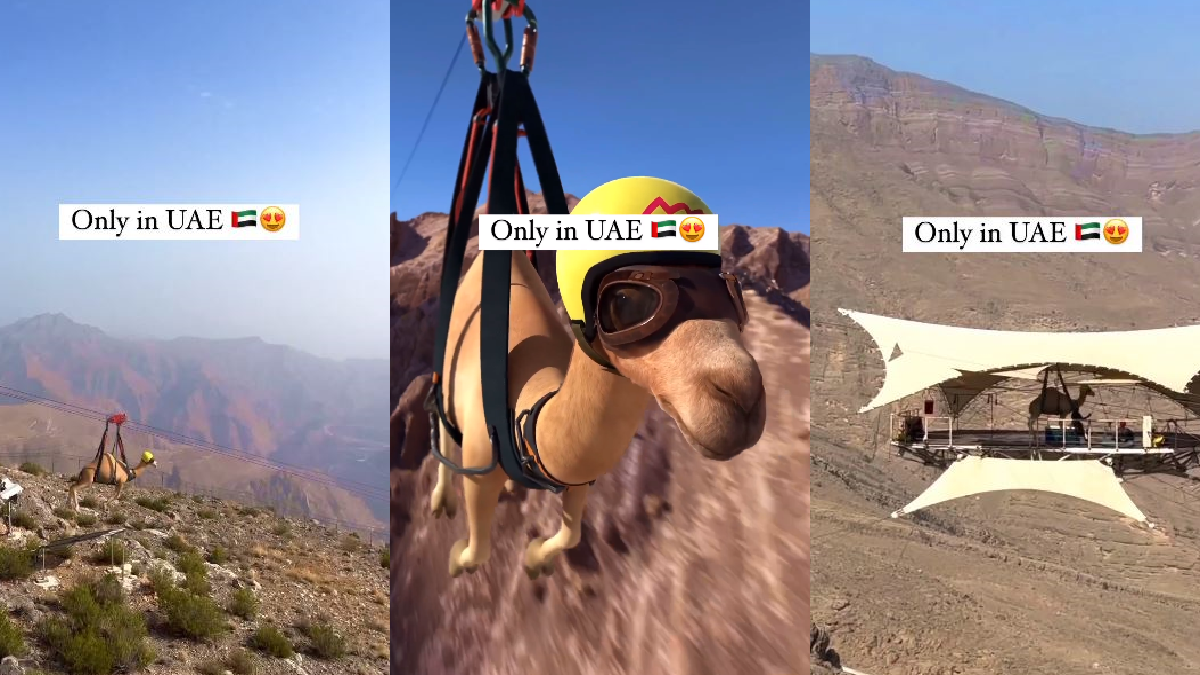 video-of-cgi-camel-crossing-a-mountain-peak-through-zipline-goes-viral-netizens-find-it-hilarious