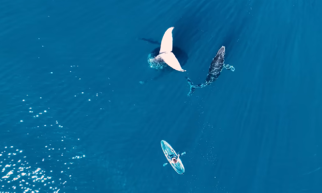 Australian Kayaker Shares Rare Footage Of Encounter With 'Tail Sailing