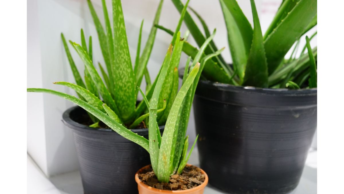 5 Indoor Plants To Keep In Your House For Improved Health And WellBeing