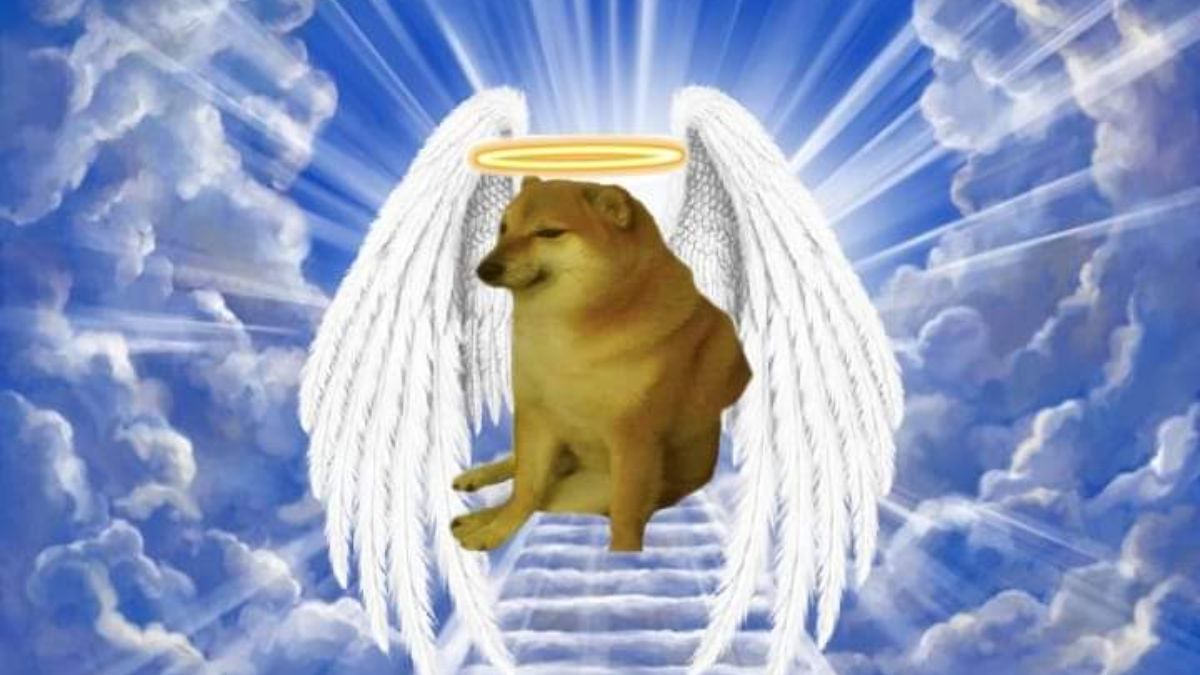 1200px x 675px - Cheems, Viral Meme Dog Dies After Battling Cancer; Internet Reacts To Death  Of Social Media Sensation