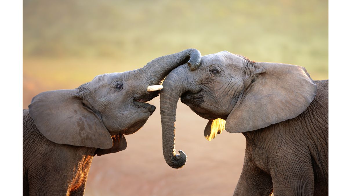 World Elephant Day 2023 Date, History, Significance, Theme And Other