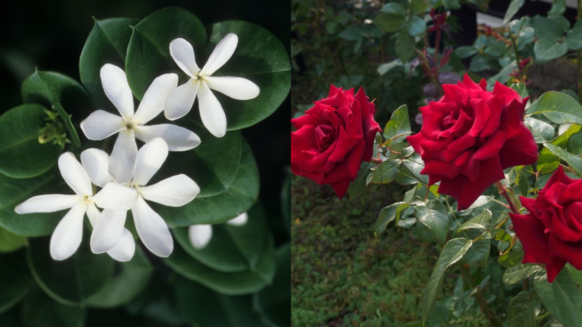 Haircare Tips Hibiscus To Rosemary; 5 Flowers That Can Boost Hair Growth