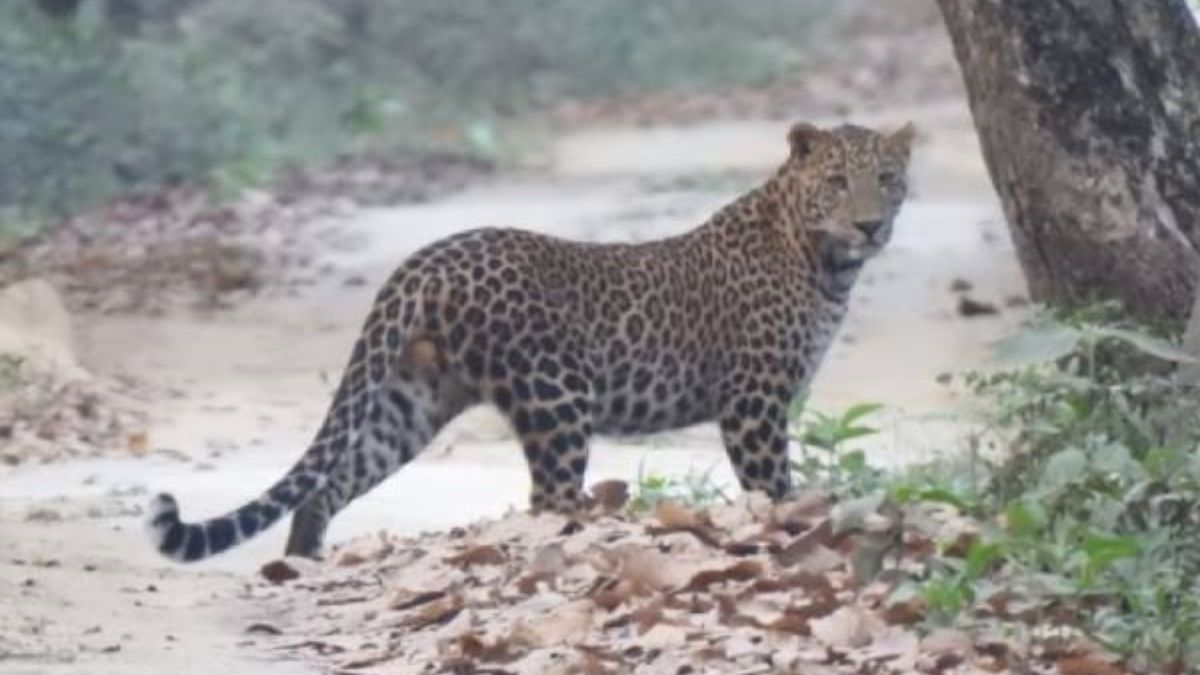 UP: Man-Eating Leopard Responsible For 13 Deaths Captured From Jalalpur ...