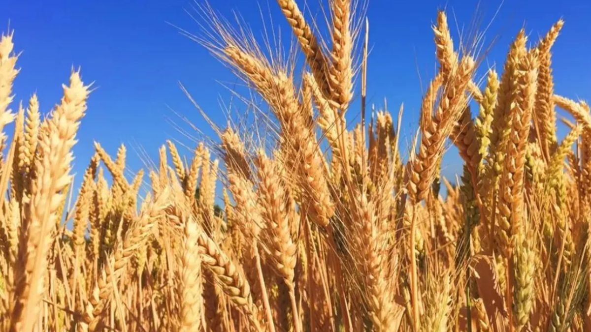 Wheat Prices In India Rise To 6Month High On Demand, Limited Supply