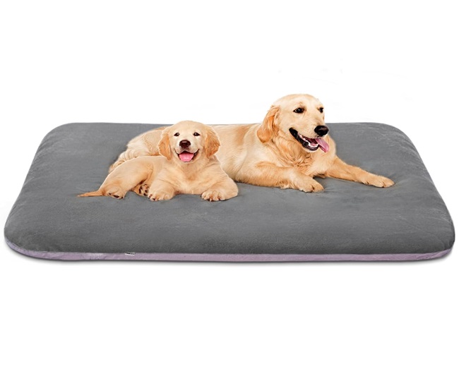 Best Beds For Dogs For 2024 Treat Your Furry Friends With A Feeling Of
