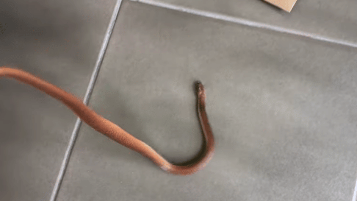 Viral Video Shows Snake Emerging From Toilet, Twitter Horrified