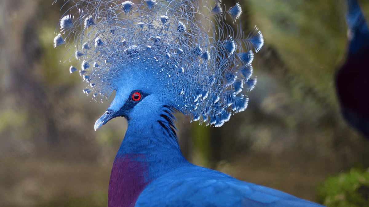 Victoria Crowned Pigeon