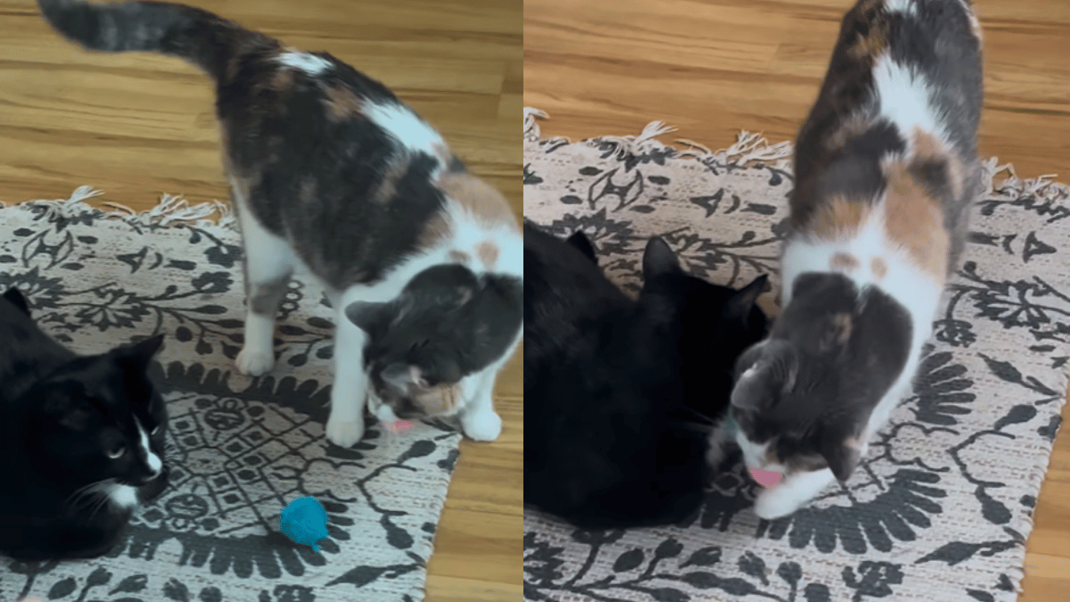 viral-video-cat-gets-christmas-gifts-from-owner-what-happened-next-left-the-internet-melted