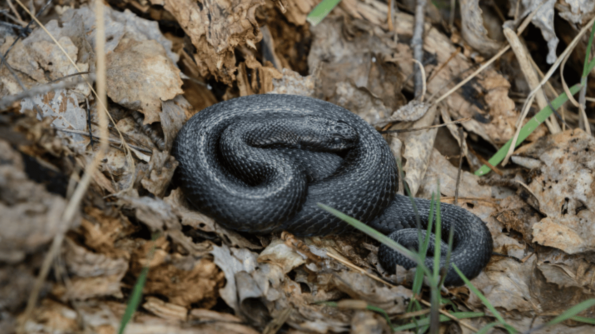 Death Adder