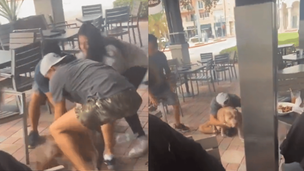 viral-video-pit-bull-brutally-attacks-puppy-sitting-on-woman-lap-internet-slams-owner-for-zero-pet-training-watch