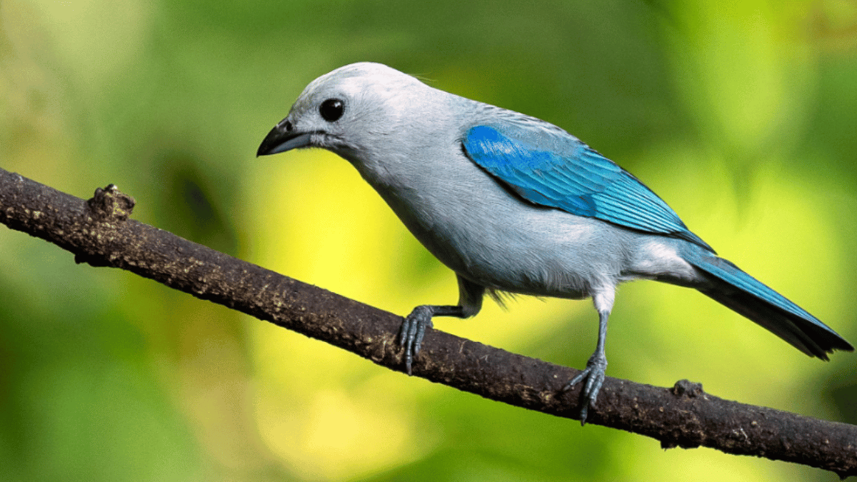 top-10-most-beautiful-birds-in-the-world-gouldian-finch-to-scarlet-tanager