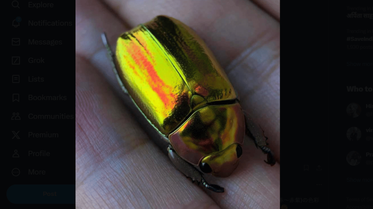 Chrysina aurigans (Source: EvertStrange/ X)