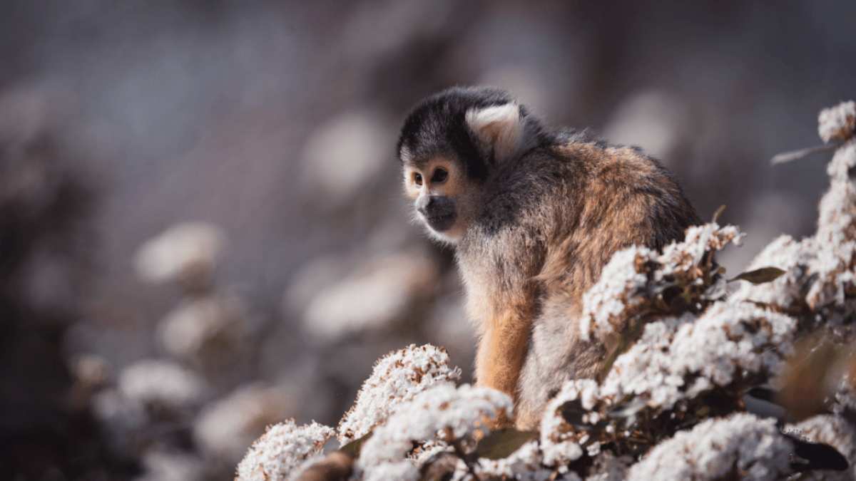 Central American Squirrel Monkey
