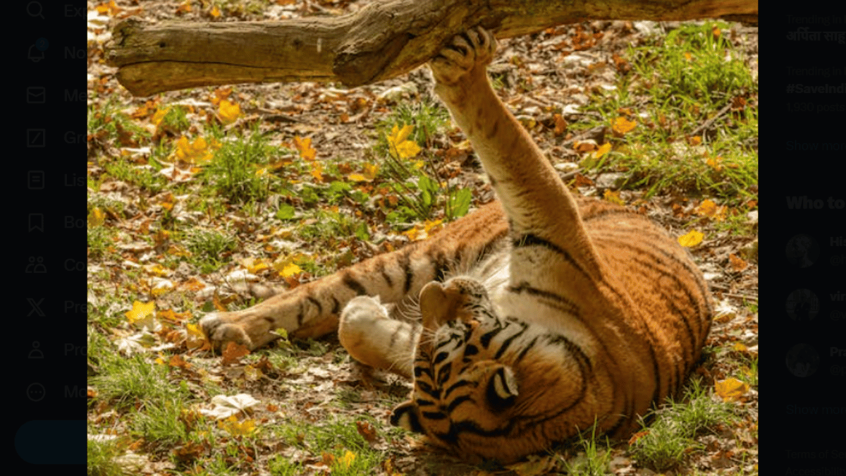 Siberian Tiger (Source: Pexels)