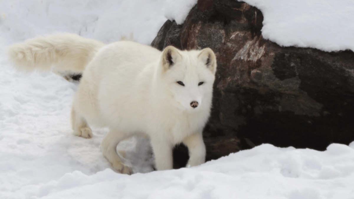 7-animals-that-turn-white-in-winters-hares-to-arctic-foxes