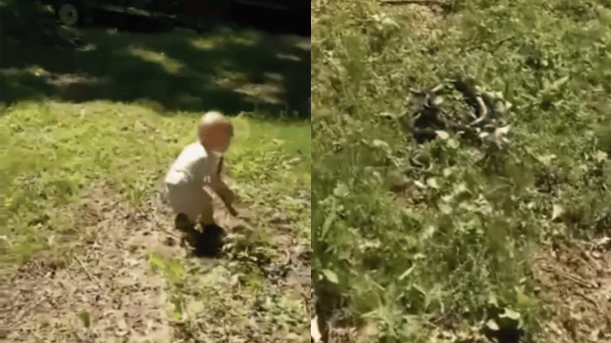 viral-video-toddler-mistakes-snake-for-twig-throws-for-pet-dog-to-fetch-watch