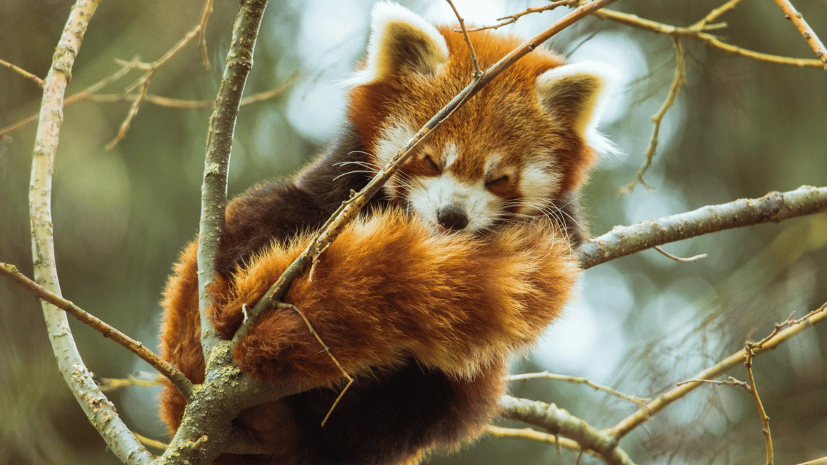 top-10-most-beautiful-animals-in-the-world-fleischmann-glass-frog-arabian-horse-to-siberian-tiger