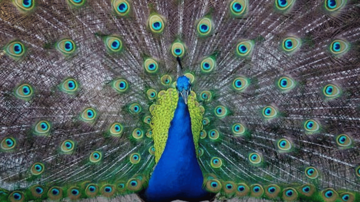 Peacock