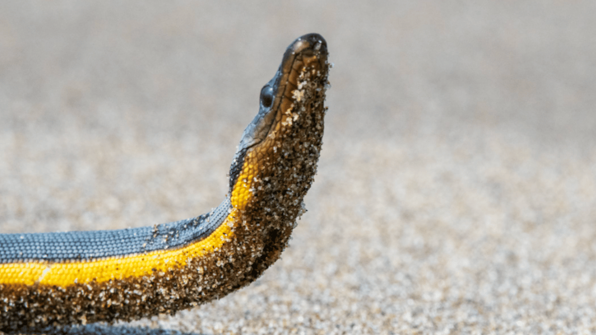 Yellow-bellied Sea Snake