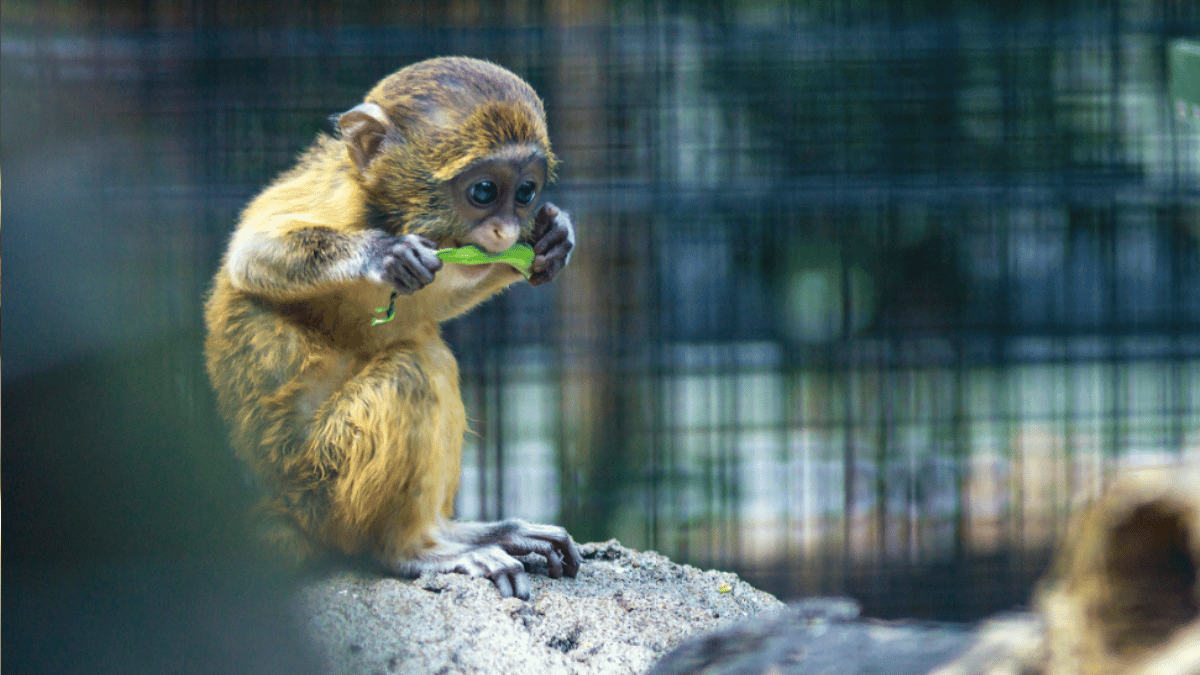 top-10-most-popular-types-of-monkeys-in-the-world-golden-lion-tamarin-to-golden-snub-nosed-monkey