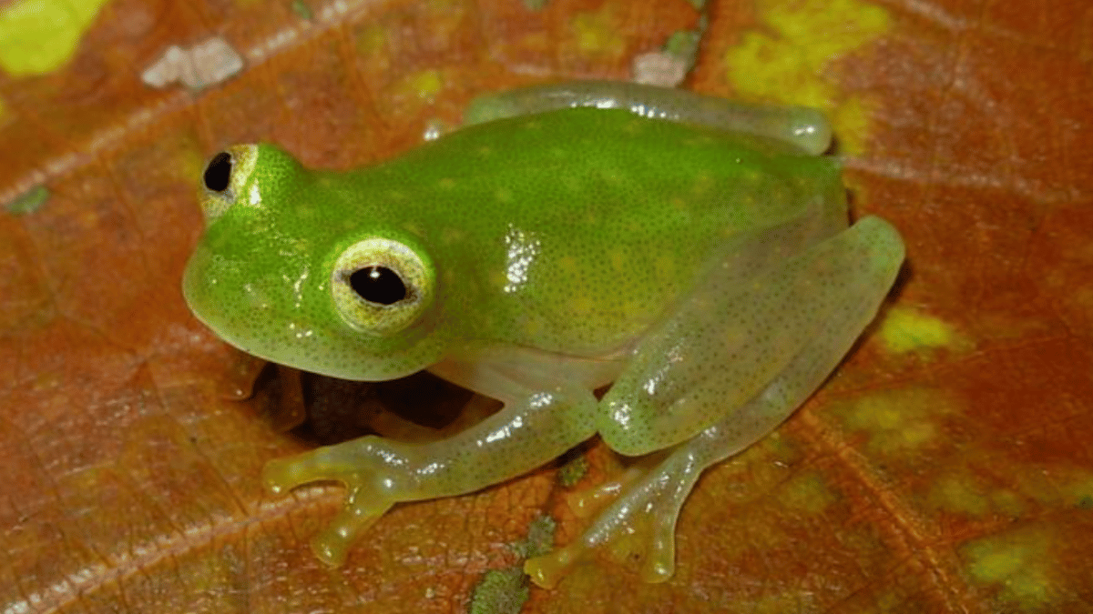 Fleischmann’s Glass Frog (Source: sentientist/ X)