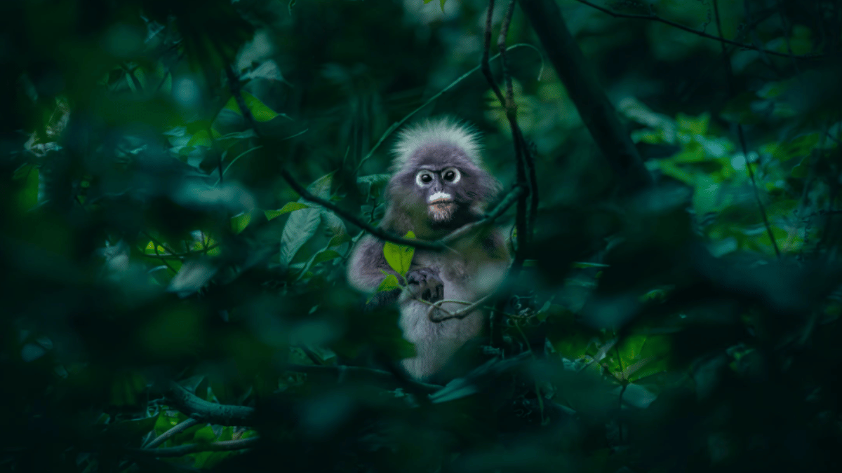 Dusky Leaf Monkey