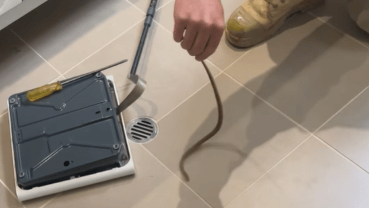 Viral Video Shows Snake Emerging From Toilet, Twitter Horrified