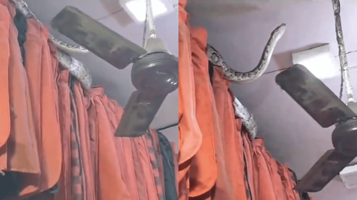 giant-python-spotted-in-crowded-meerut-shop-netizens-panic-after-watching-viral-video-watch