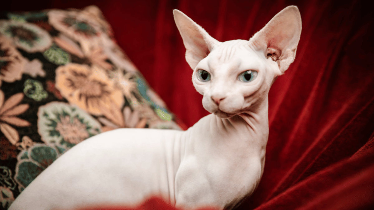 Sphynx cat