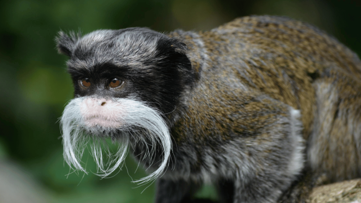 Emperor Tamarin