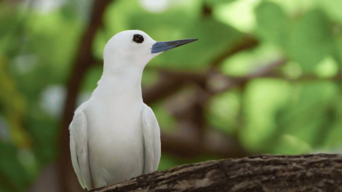 White Tern (Source: Pexels)