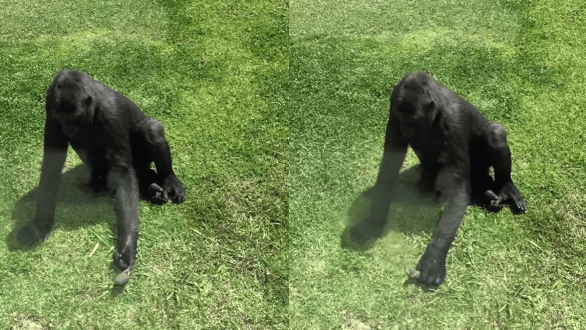 gorilla-earns-gentle-giant-title-for-checking-up-on-injured-bird-in-zoo-viral-video-wins-internet-watch