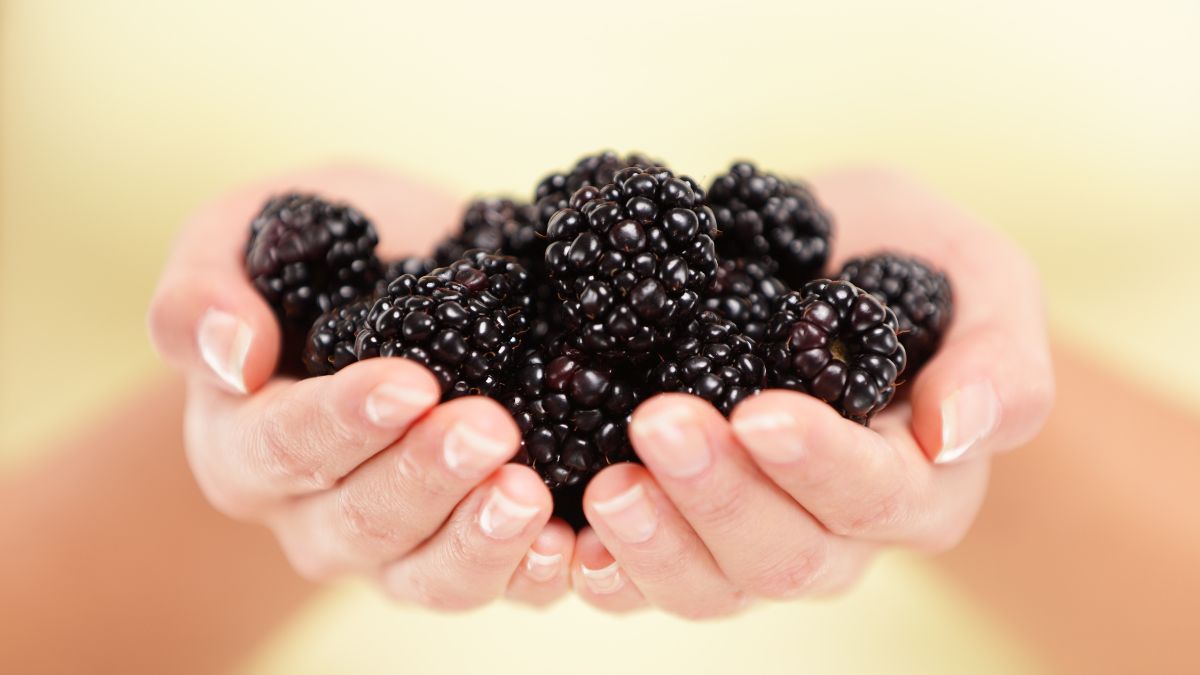 6 Advantages Of Adding Blackberries Into Your Diet For Overall Health