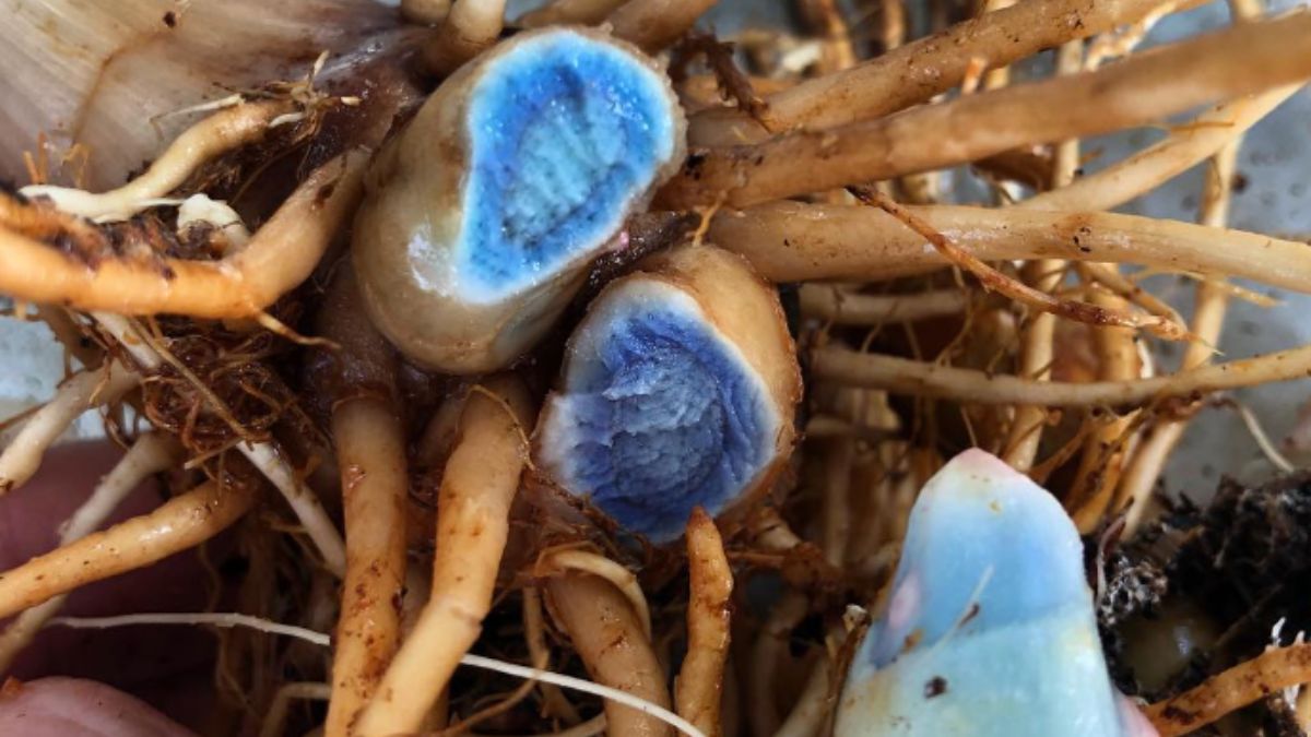 do-you-know-about-these-5-advantages-of-eating-black-turmeric