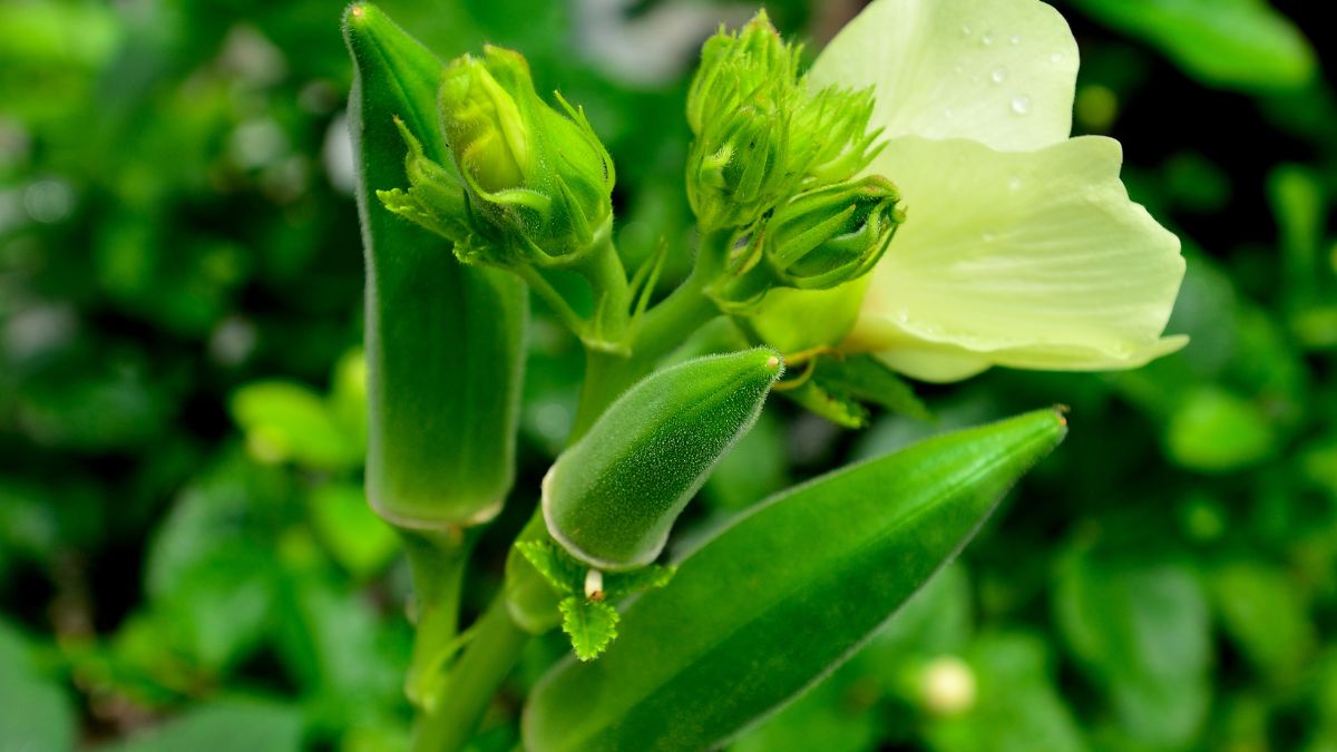 6 Benefits Of Adding Okra Into Your Diet Routine
