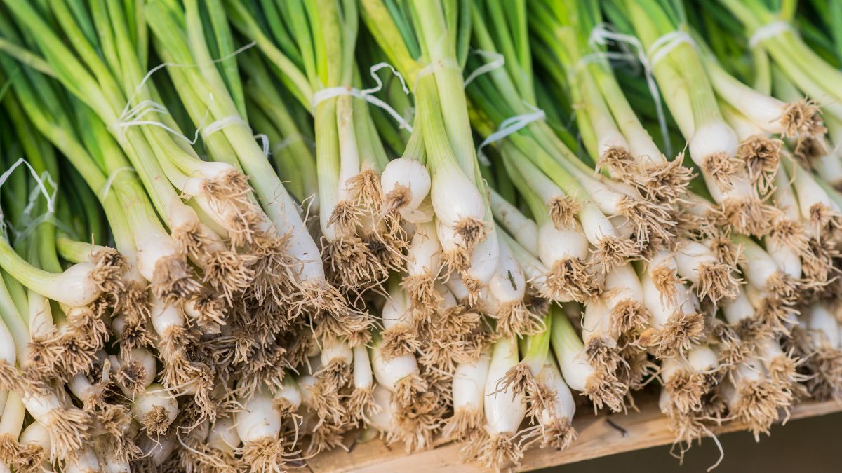 5-benefits-of-adding-spring-onions-into-your-diet-this-winter-season
