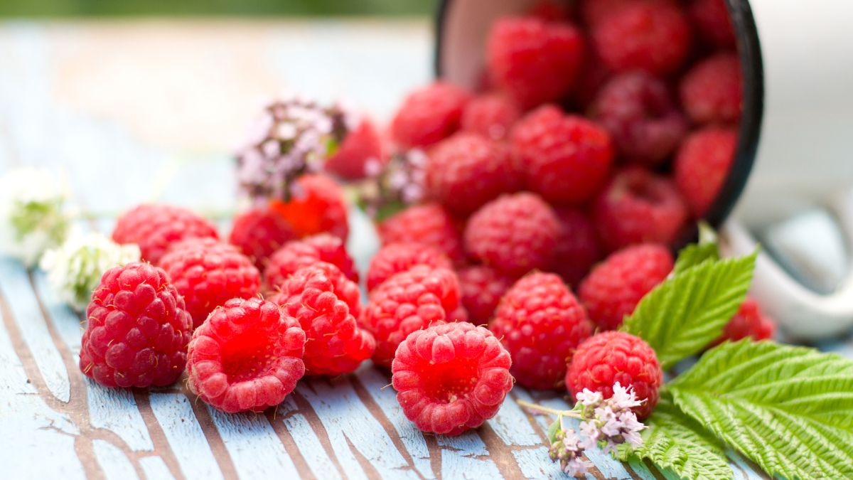 10-health-benefits-of-adding-raspberries-to-your-diet-plan