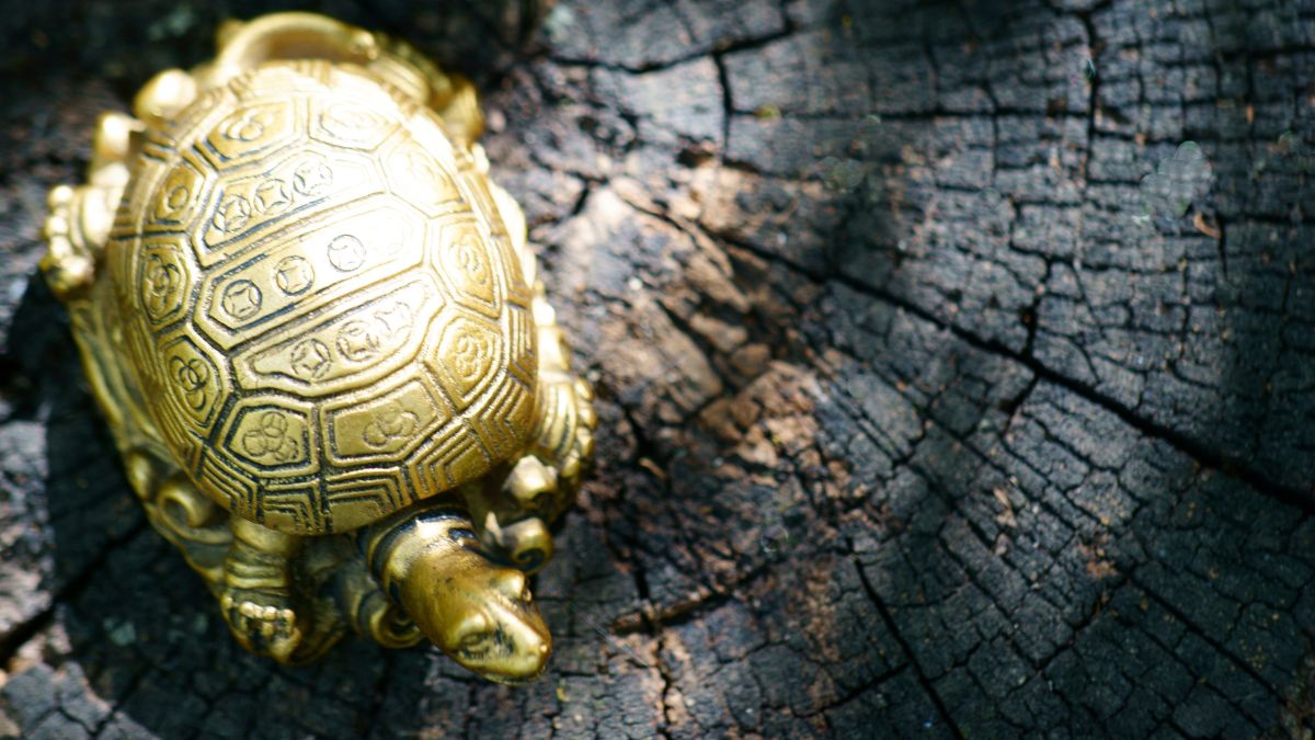 feng-shui-tortoise-types-and-benefits-of-keeping-this-lucky-object-in