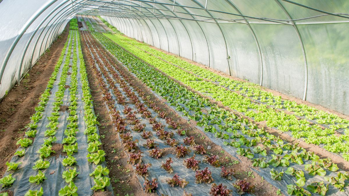 Ladakh Greenhouse: New Technology Introduced To Cultivate Vegetables ...