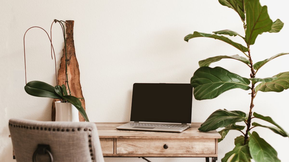 make-your-office-desk-more-beautiful-with-these-5-low-maintenance-plants