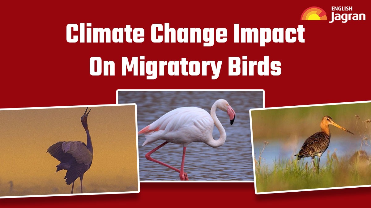 Migratory Birds And Animals In India Crisis In Flight: The Alarming Impact Of Climate Change On Migratory