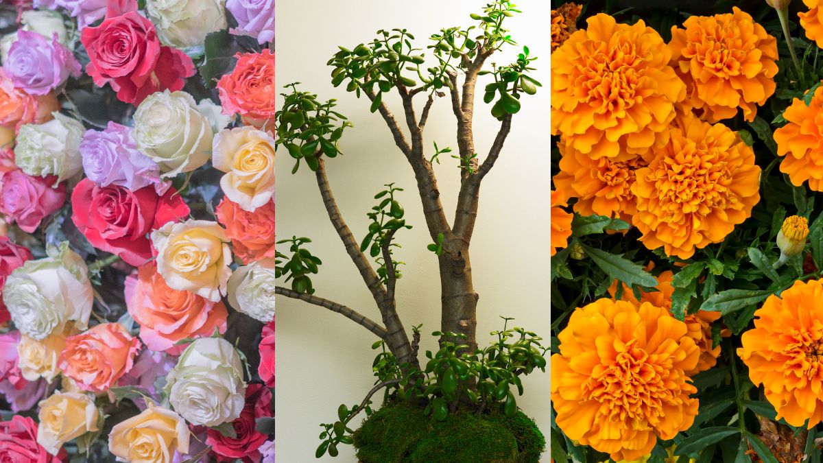 5-must-have-winter-plants-to-add-to-your-garden-area