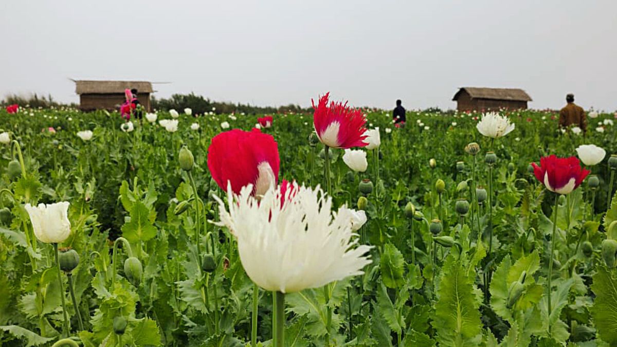 Myanmar Surpasses Afghanistan To Become World's Biggest Opium Producer ...