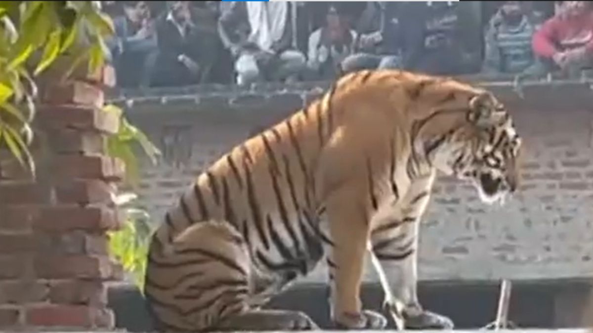 Pilibhit: Crowd Watch In Awe As Tiger Sits On Wall In UP Village | Watch