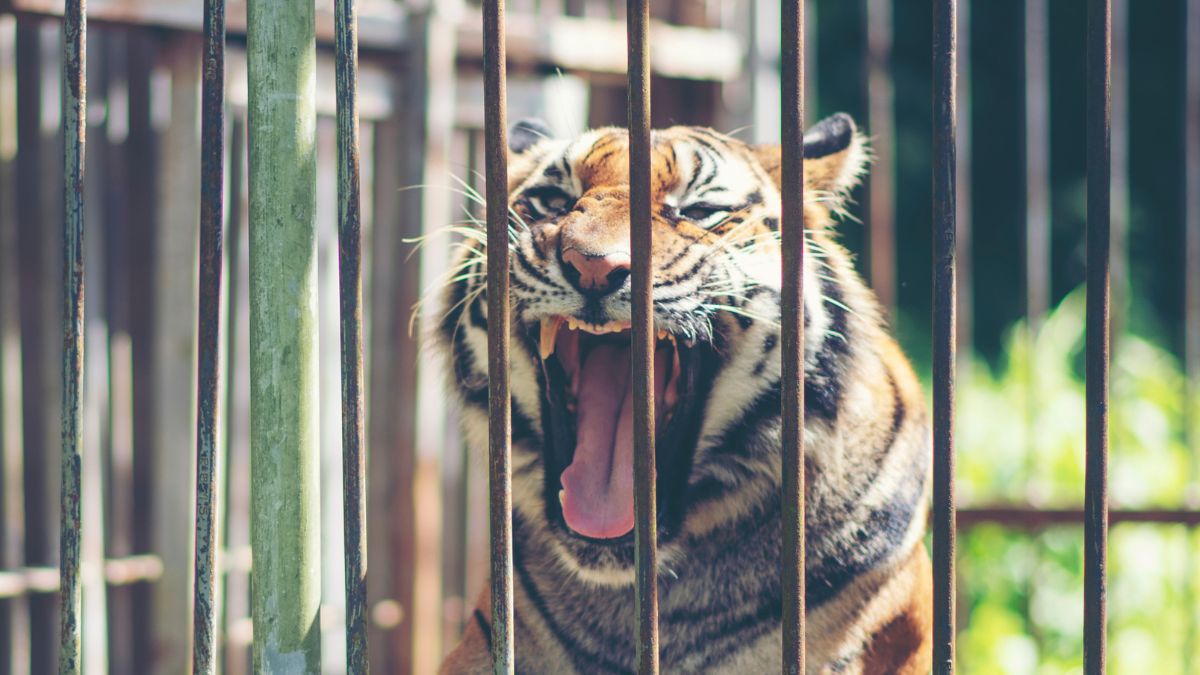 wayanad-news-villagers-protest-demand-killing-of-maneating-tiger-caught-in-cage