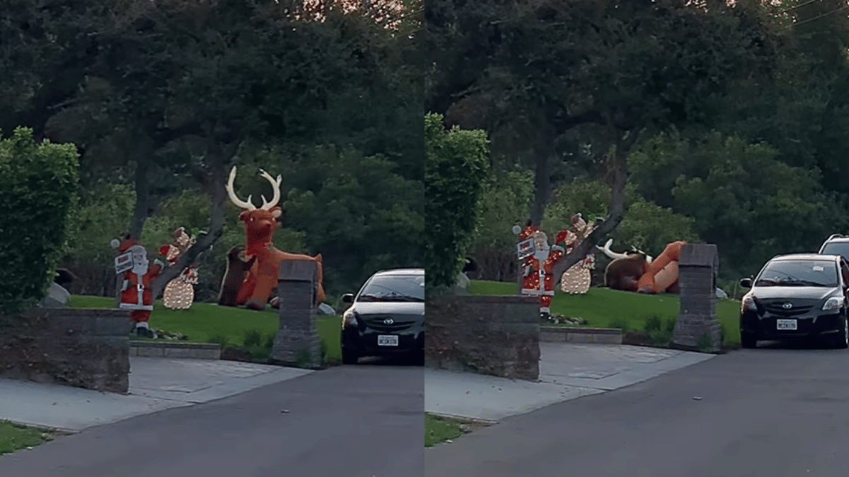 confused-bear-battles-inflammable-reindeer-viral-video-divides-internet-saying-santa-wont-be-pleased-watch