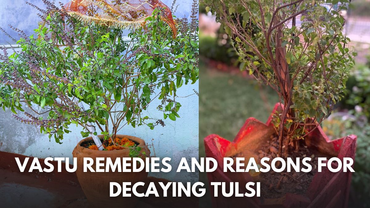 Tulsi Plant Dried? Vastu Remedies And Reasons For Decaying Tulsi In Winters