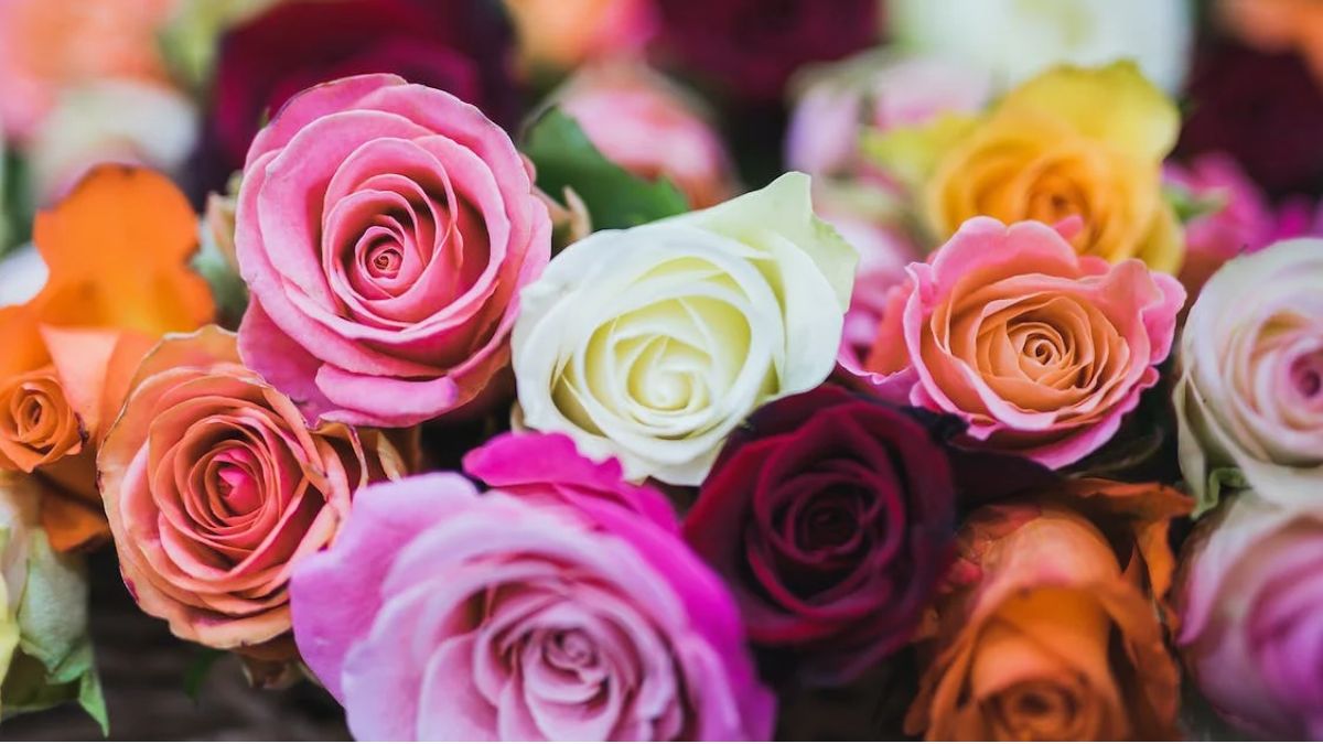 Happy Rose Day 2023: 7 Types Of Roses And Their Special Meanings That You Must Know